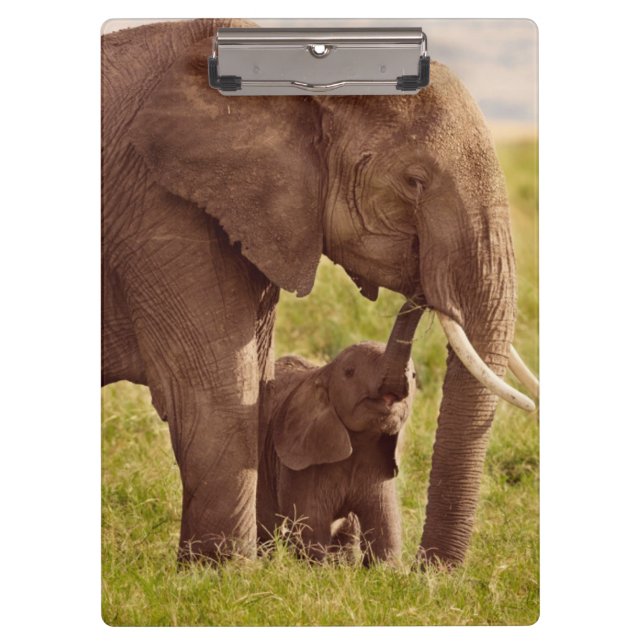 Getty Images | Elephant & Baby Clipboard (Front)