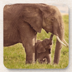 Getty Images   Elephant & Baby Coaster