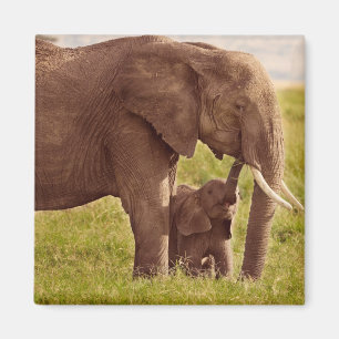 Getty Images Elephant & Baby Magnet
