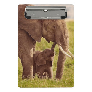 Getty Images   Elephant & Baby Mini Clipboard