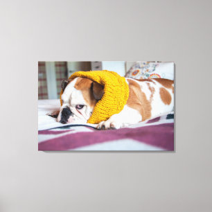 Getty Images English Bulldog Canvas Print