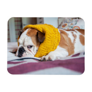 Getty Images   English Bulldog Magnet