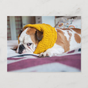 Getty Images English Bulldog Postcard