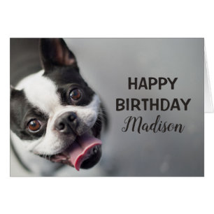 Getty Images French Bulldog