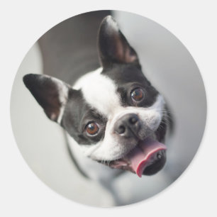 Getty Images French Bulldog Classic Round Sticker