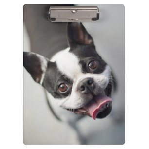 Getty Images   French Bulldog Clipboard