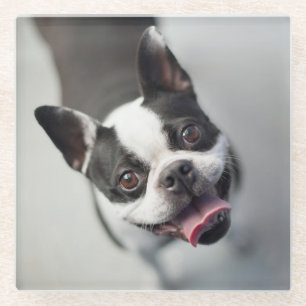 Getty Images French Bulldog Glass Coaster