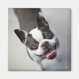 Getty Images   French Bulldog Magnet