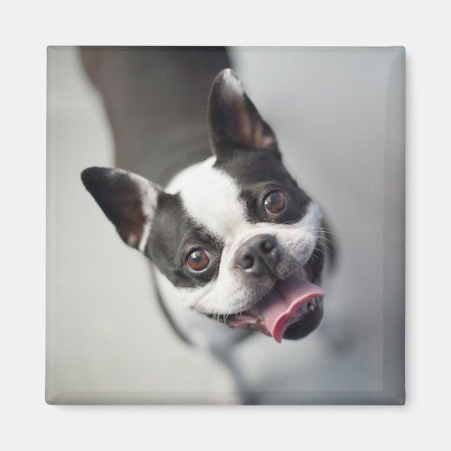 Getty Images | French Bulldog Magnet (Front)