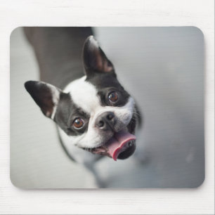 Getty Images   French Bulldog Mouse Pad