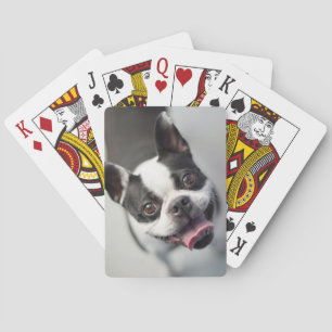 Getty Images French Bulldog Playing Cards