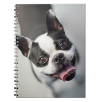Getty Images | French Bulldog