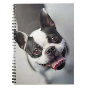Getty Images French Bulldog Spiral Notebook