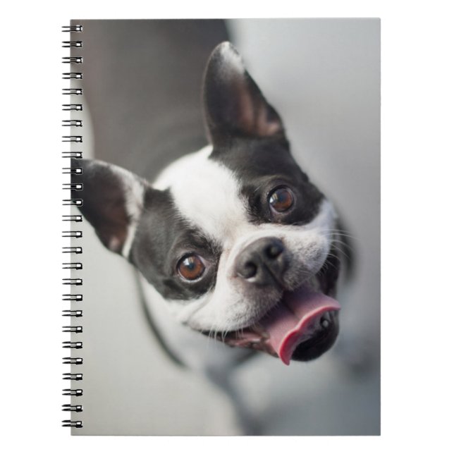 Getty Images | French Bulldog Spiral Notebook (Front)