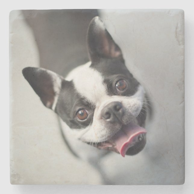 Getty Images | French Bulldog Stone Coaster (Front)