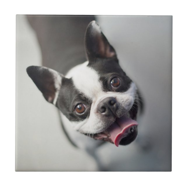 Getty Images | French Bulldog Tile (Front)