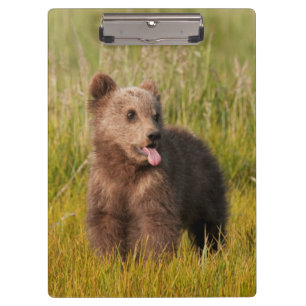 Getty Images   Funny Baby Bear Clipboard