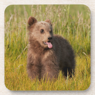 Getty Images Funny Baby Bear Coaster