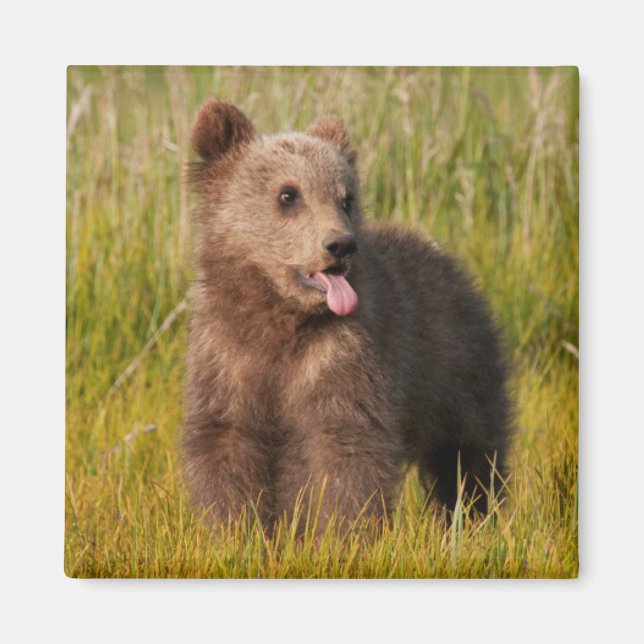 Getty Images | Funny Baby Bear Magnet (Front)