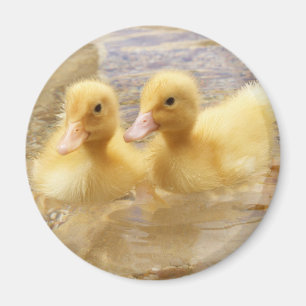 Getty Images Fuzzy Yellow Ducklings Magnet