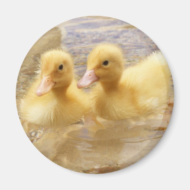 Getty Images | Fuzzy Yellow Ducklings Magnet (Front)