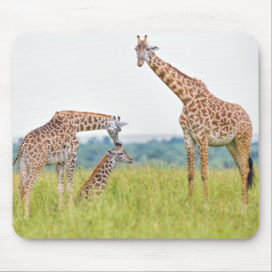 Getty Images   Giraffe Family Mouse Pad