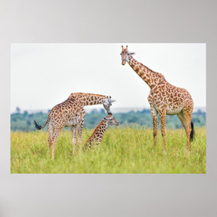 Getty Images Giraffe Family Poster