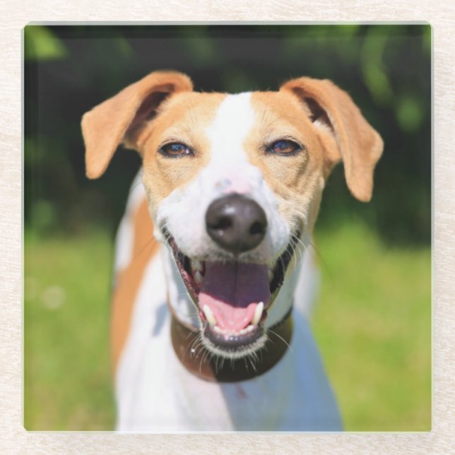 Getty Images | Laughing Dog Glass Coaster (Front)