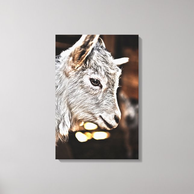Getty Images | Little Goat Canvas Print (Front)