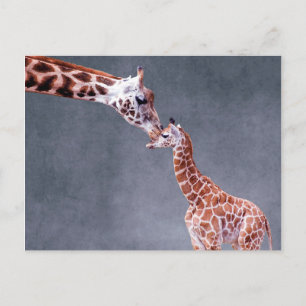 Getty Images Mother & Baby Giraffe Postcard