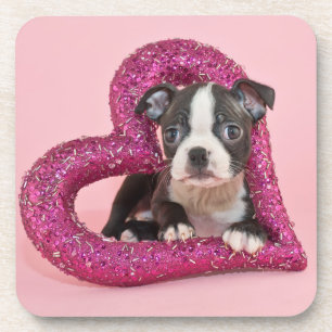 Getty Images   Puppy Love Coaster