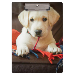 Getty Images   Puppy On A Sofa Clipboard