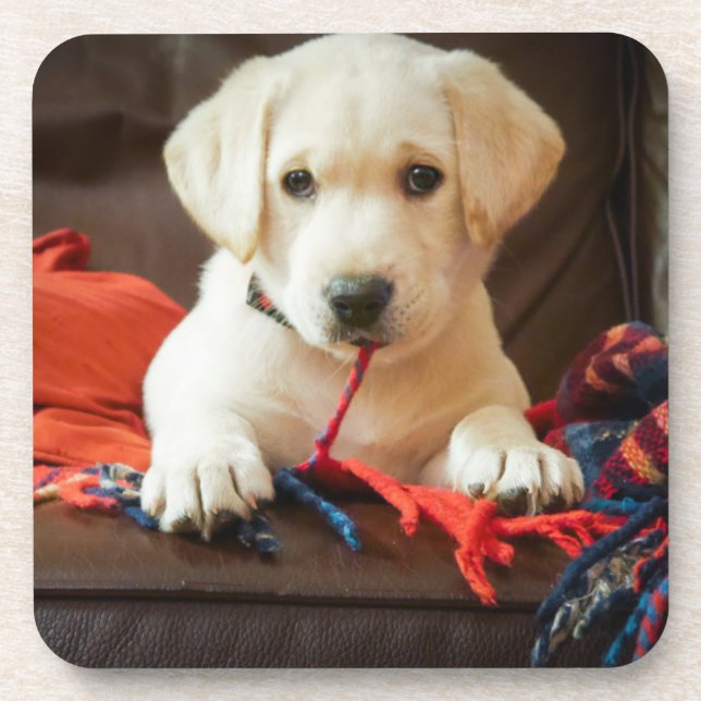 Getty Images | Puppy On A Sofa Coaster (Front)