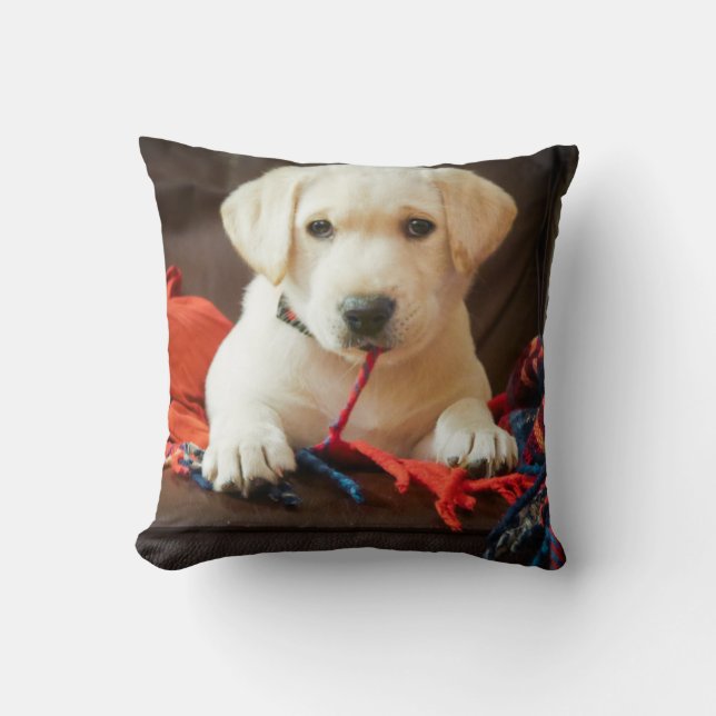 Getty Images | Puppy On A Sofa Cushion (Front)
