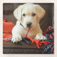 Getty Images | Puppy On A Sofa