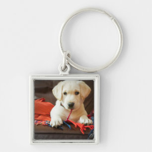 Getty Images   Puppy On A Sofa Key Ring