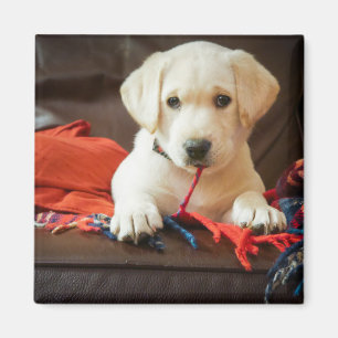 Getty Images Puppy On A Sofa Magnet