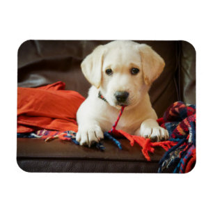Getty Images   Puppy On A Sofa Magnet