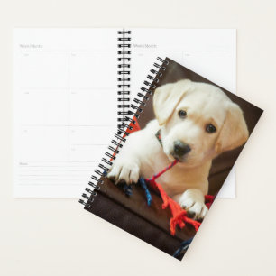 Getty Images   Puppy On A Sofa Planner