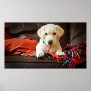 Getty Images   Puppy On A Sofa Poster