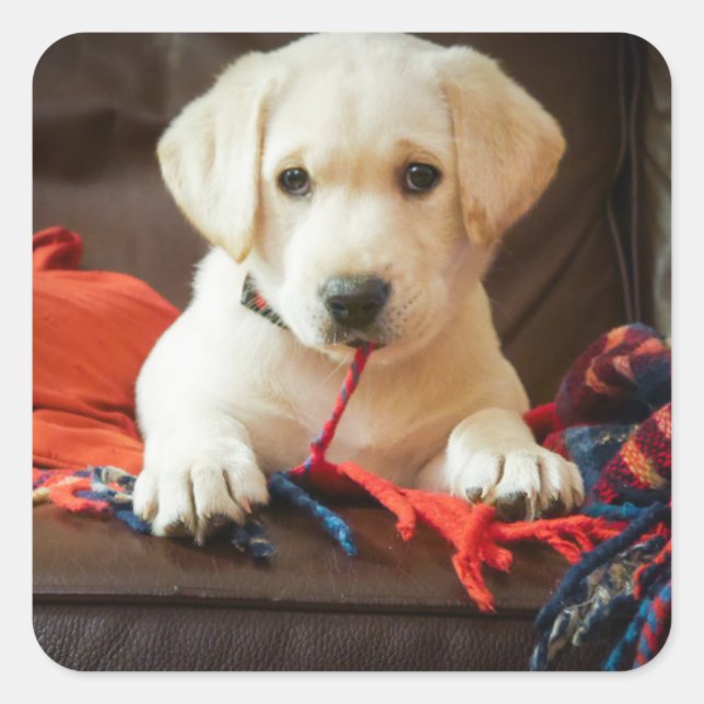 Getty Images | Puppy On A Sofa Square Sticker (Front)
