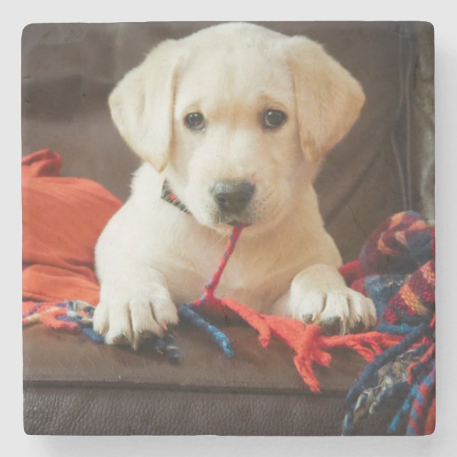 Getty Images | Puppy On A Sofa Stone Coaster (Front)