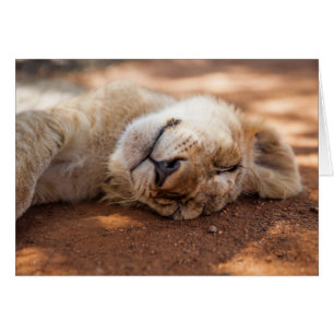 Getty Images Sleeping Lion Cub