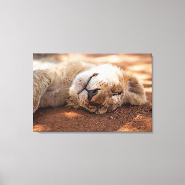 Getty Images | Sleeping Lion Cub Canvas Print (Front)