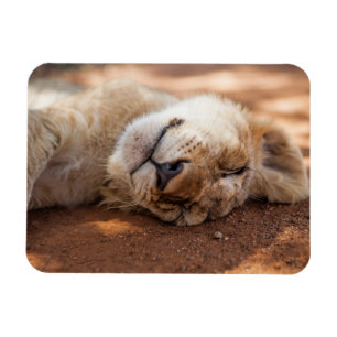 Getty Images   Sleeping Lion Cub Magnet