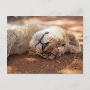 Getty Images Sleeping Lion Cub Postcard