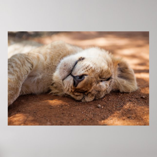 Getty Images | Sleeping Lion Cub Poster (Front)