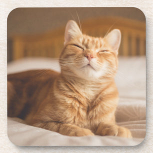 Getty Images Sleepy Cat Coaster