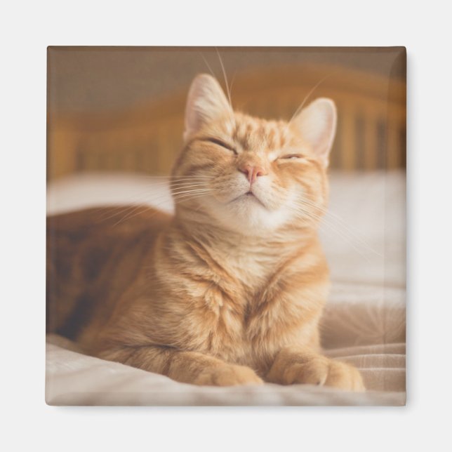 Getty Images | Sleepy Cat Magnet (Front)