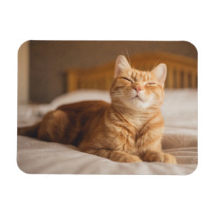 Getty Images Sleepy Cat Magnet